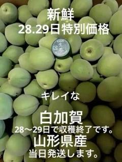 白加賀10キロ 白加賀 梅 10キロ 農薬不使用 わけあり含む - メルカリ