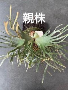カクレクマノミ様メルカリ便！P.willinckii Jade GirlTC18 2025年最新】p.willinckii jade girlの人気アイテム - メルカリ