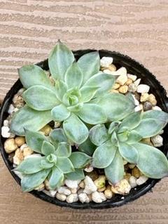 【速達付】387 チワワエンシス錦覆輪　大きめお買得品　輸入苗　多肉植物 Amazon.co.jp: 多肉植物 多肉植物 極上 チワワエンシス錦 覆輪斑