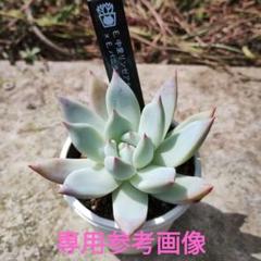 多肉１１　★パピ★（同梱品）　中里リンゼアナ×バニラココ　札付き 多肉11 ☆パピ☆様専用（同梱品） 中里リンゼアナ×バニラココ
