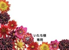 ⑪いたち様