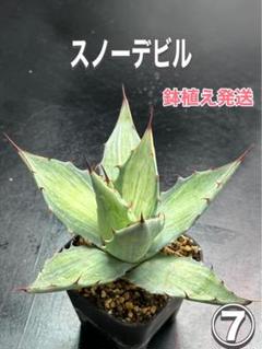 専用 2172.アガベ 多肉植物 シンプレックス スノーデビル 2株同梱 専用 2172.アガベ 多肉植物 シンプレックス スノーデビル 2株同