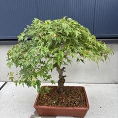 緑と黄色の葉の盆栽 四角い鉢カエデ 株も太く曲がりも綺麗な1品です 緑と黄色の葉の盆栽 四角い鉢カエデ