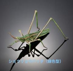 いきもの大図鑑アドバンス　　【カプセル版】ショウリョウバッタ（緑色型）単品
