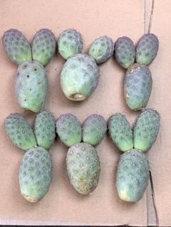 LF44 多肉植物 サボテン テフロカクタス ゲオメトリクス 3玉 6個セット LF44 多肉植物 サボテン テフロカクタス ゲオメトリクス 3玉 6個