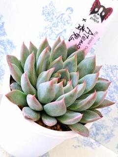 希少　中里アテマハック　メルカリ便 希少 中里アテマハック メルカリ便 その他多肉植物
