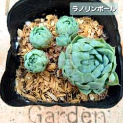 ボール – 多肉植物の通販・販売サイト tawawa
