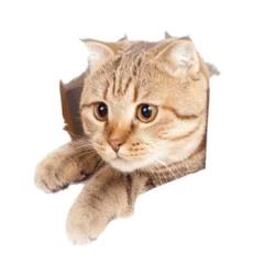 未使用品 ウォールステッカー 猫 インテリア かわいい 壁 装飾 デコレーション