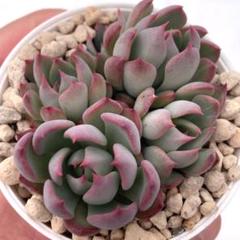 かなり大株⭐︎ 赤鬼　おらいさん苗　札付き　メルカリ便　多肉植物　エケベリア 2025年最新】おらいさん苗 赤鬼の人気アイテム - メルカリ