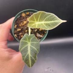 アロカシア alocasia ブラックベルベット斑入り② - メルカリ