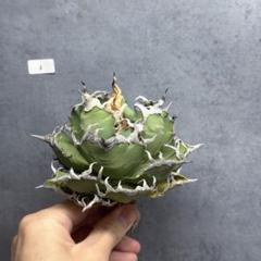 アガベ　チタノタ　オテロイ　シーザー　超コンパクト　ボールタイプ　極上株　20 アガベ チタノタ オテロイ シーザー 超コンパクト ボールタイプ