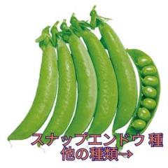 野菜種☆スナップエンドウ☆変更→空芯菜 チンゲン菜 スイスチャード わさび菜