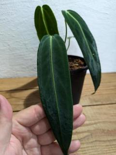 2025年最新】anthurium warocqueanumの人気アイテム - メルカリ