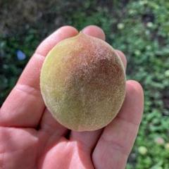 ⑬若桃 サイズミックス 山梨県産 山梨県産 特大サイズ 桃 ☆1 - メルカリ