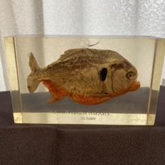 ぽ*け様 チョウザメレアオブジェ魚 標本 樹脂封入