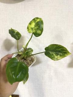 バールマルクスフレーム【2】 Yahoo!オークション -「マルクス」(観葉植物) の落札相場・落札価格