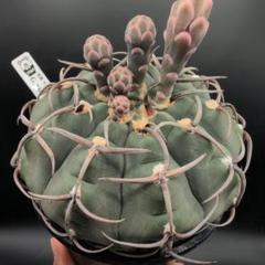 狂刺 スーパー バッテリー 実生 太刺 鉢植えメルカリ便送料込み