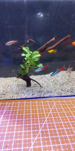 アヌビアスナナプチ　水草付き枝流木のサムネイル