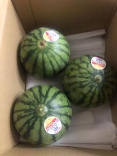 616.数量限定小玉西瓜　小スイカ1箱8玉入り 876.数量限定小玉西瓜小スイカ1箱8玉入り