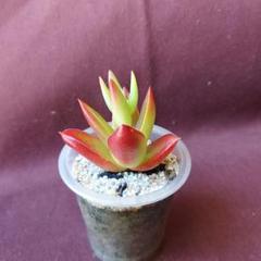 2025年最新】多肉植物 赤鬼城の人気アイテム - メルカリ