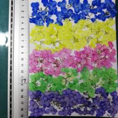 アナベル染め 　No17 ¥800 押し花 　押し花素材