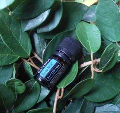 【❗️２本組 誤開封 未使用 最安】ドテラ クラリセージ 15ml 期限27.4 ❗️誤開封 未使用 最安】ドテラ アロマタッチ 15ml 期限27年12