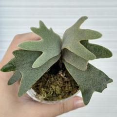 ◆◆◆ P.Willinckii ‘OMG’ spore(s-6) P.willinckii OMG spore 6 - メルカリ