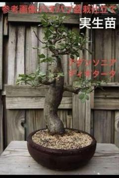 Rino 様✨【B11】バオバブの木アダンソニアディギター同梱
