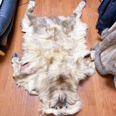 ニホンカモシカ　毛皮 Yahoo!オークション - カモシカ 毛皮 証明（許可）タグ付き 長野県産