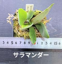 2025年最新】ウィリンキー ドワーフの人気アイテム - メルカリ
