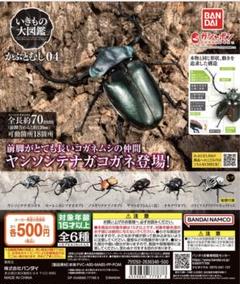 いきもの大図鑑　かぶとむし04 いきもの大図鑑 かぶとむし04｜ガシャポンオフィシャルサイト