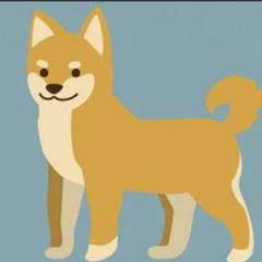 ロイヤルカナン柴犬子犬用ドッグフード