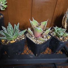 多肉植物 アガベ 超 特選 ダルマ笹の雪 濃白株 極上大株 包葉