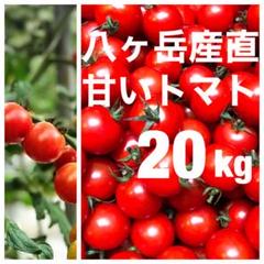 八ヶ岳(長野県) 産地直送 田宮トマト 約20kg バラ 甘くて味が濃い