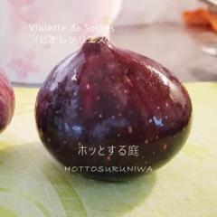 穂木(50種以上) 選択式 いちじく 穂木 穂木(50種以上) 選択式 いちじく 穂木 - フルーツ・果実