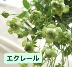 エクレールの中古 未使用品 メルカリ