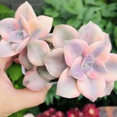 パープルディライト錦 2個セット エケベリア 多肉植物 - メルカリ