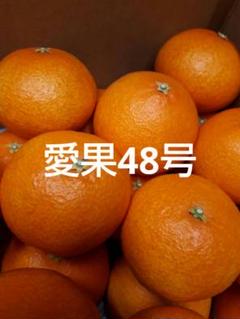 新品種『紅プリンセス（品種：愛媛果試第48号）』愛媛県産 柑橘