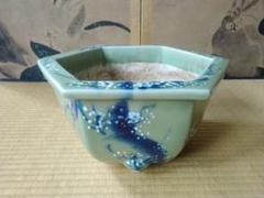 染付青磁盆栽鉢 尾張焼 瀬戸焼 蘭鉢 骨董 園芸 ガーデニング