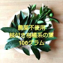 農薬不使用 枝付き柑橘系の葉100グラム100枚程 - メルカリ