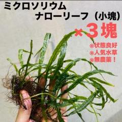 2025年最新】ミクロソリウムナローの人気アイテム - メルカリ