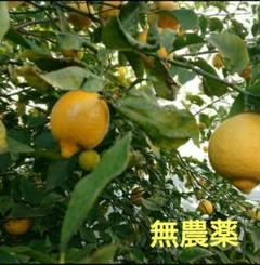 レモン 12個 農薬不使用 匿名配送のサムネイル