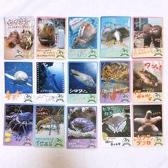 レア】鳥羽水族館 ジュゴン セレナ キラキラ コレクションカード