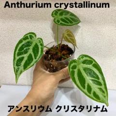 65 アンスリウムクリスタリナムハイブリッド斑入り激レア抹茶斑