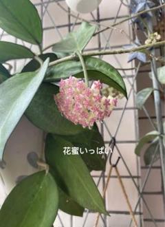 花座つき　ホヤ　プワアエンシス　Hoya phuwuaensis サクララン② あん里ガーデンの花便り:ホヤ・プワエンシス(Hoya phuwuaensis)
