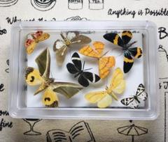 蝶標本　珍品❗️ザルモクシスアゲハ　グリーン系 外国産蝶標本 ザルモクシスアゲハ A♂ 中央アフリカ 産