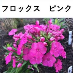 [祝^_^評価6000突破セール♫]富貴蘭　公主(濃色ピンク花の三蝶咲き種)割子 祝^_^評価6000突破セール♫]富貴蘭 竹取物語(青軸素心の超濃色