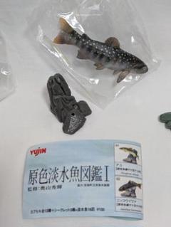2025年最新】原色淡水魚の人気アイテム - メルカリ