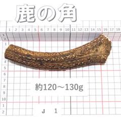 鹿の角 J1 1本120～130g 兵庫県産 鹿角 鹿のツノ しかつの