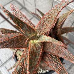 2025年最新】aloe hybridの人気アイテム - メルカリ